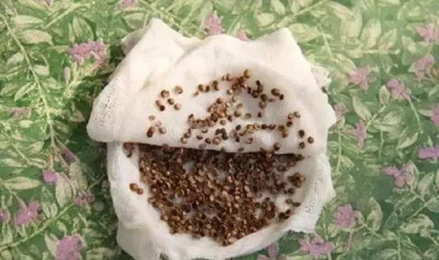 香菜价格最新行情揭秘，一场绿色之旅探寻内心平静之路