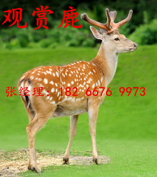 梅花鹿价格揭秘，小巷特色小店里的梅花鹿售价曝光